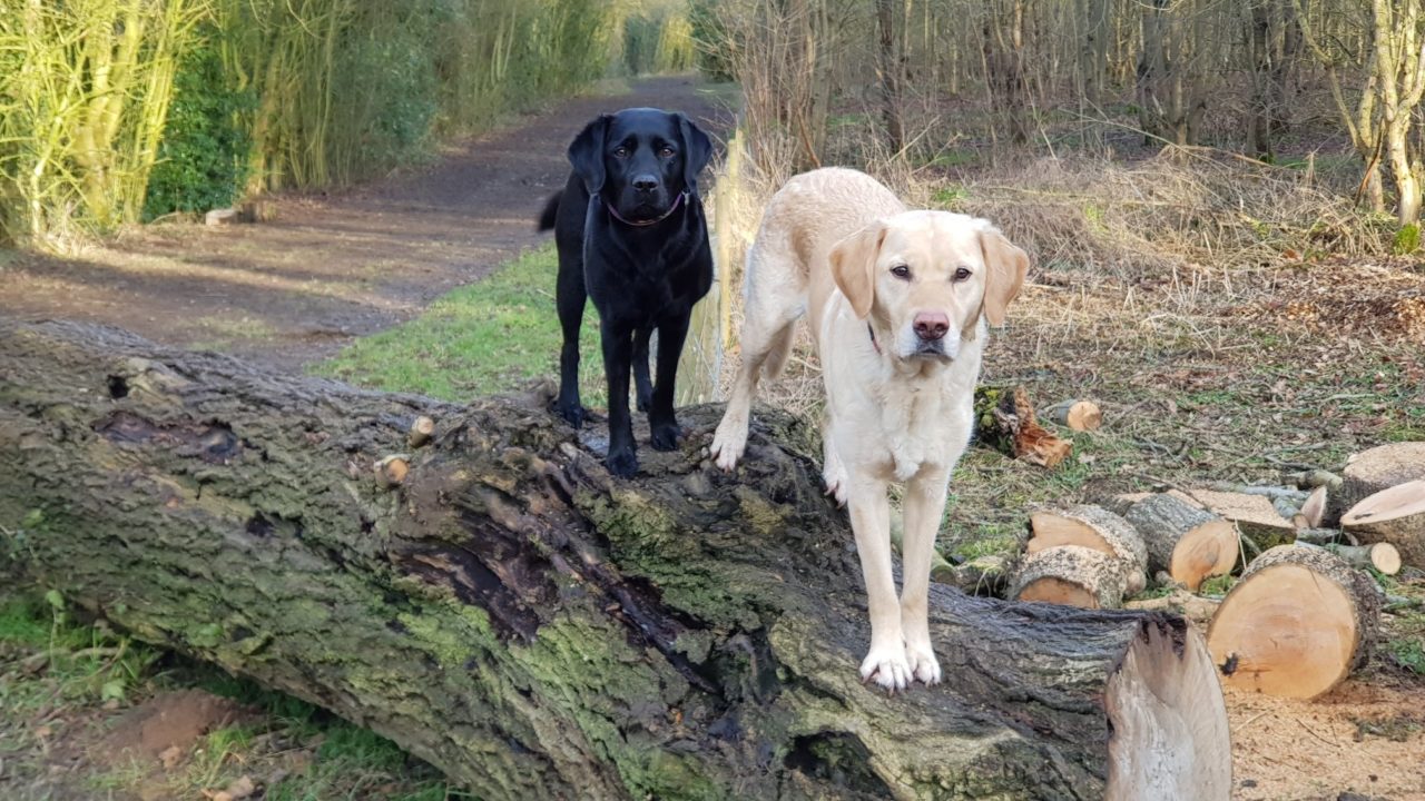 Alternatives to Dog Boarding Kennels | Barking Mad IE